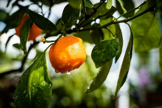 Ugli fruit